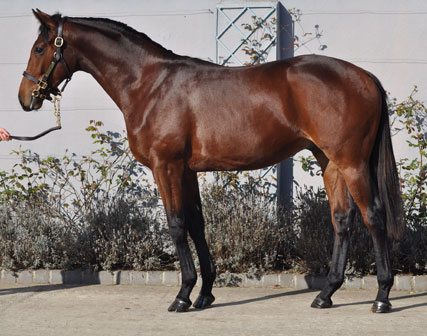 Lot 87